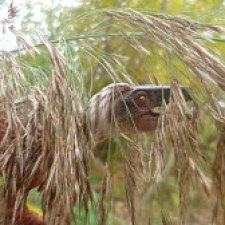 У реки: раптор-разведчик