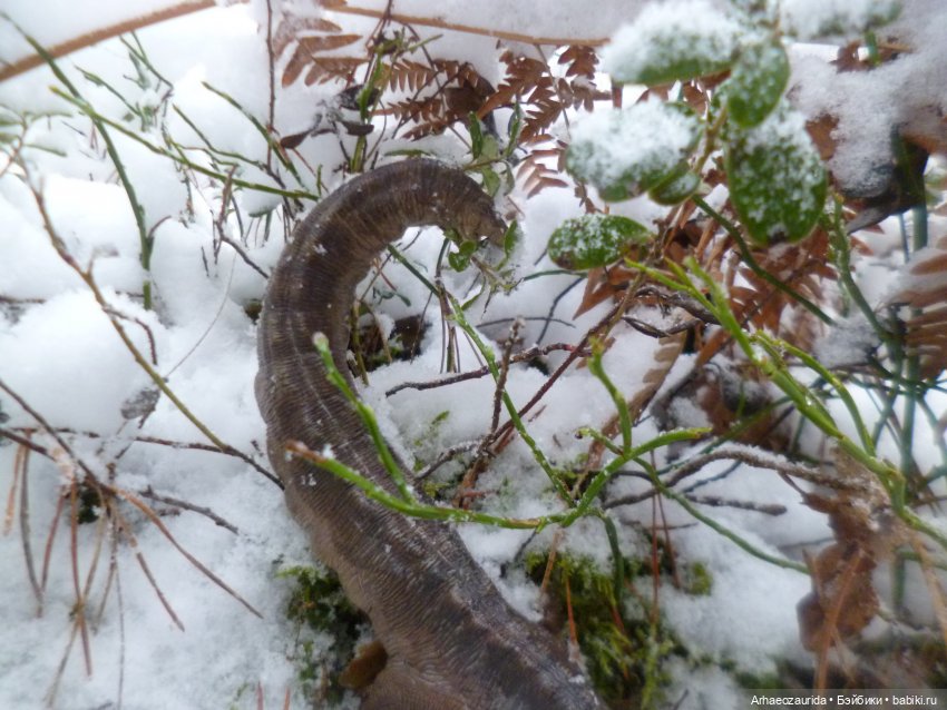Ящеры в лесу: по первому снегу (фото 9)