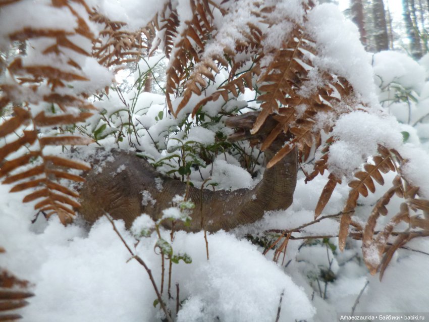 Ящеры в лесу: по первому снегу (фото 8)