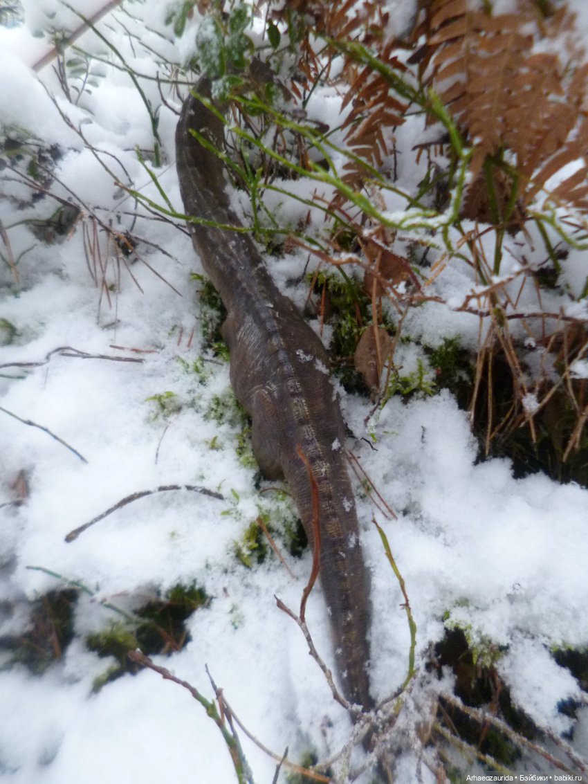 Ящеры в лесу: по первому снегу (фото 10)