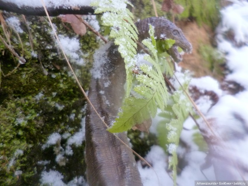 Ящеры в лесу: по первому снегу