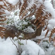 Ящеры в лесу: по первому снегу