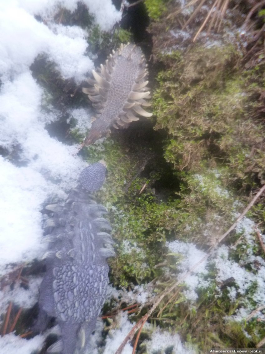 Ящеры в лесу: крик диморфодона (фото 5)