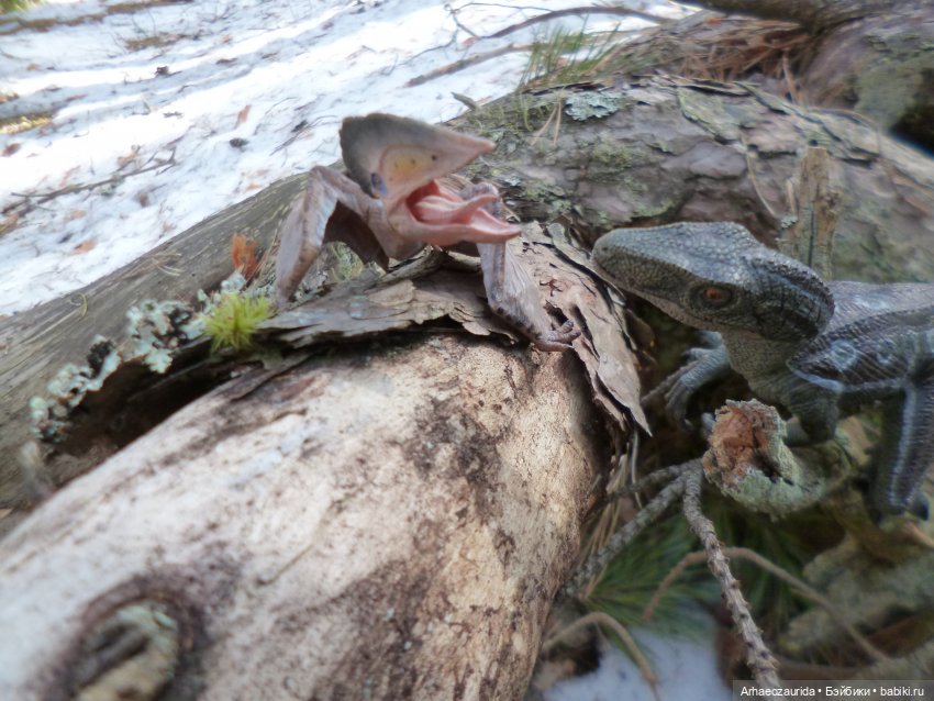 Ящеры в лесу: возвращение пернатых рапторов