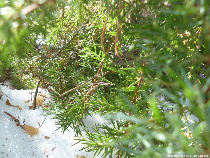 Ящеры в лесу: возвращение пернатых рапторов