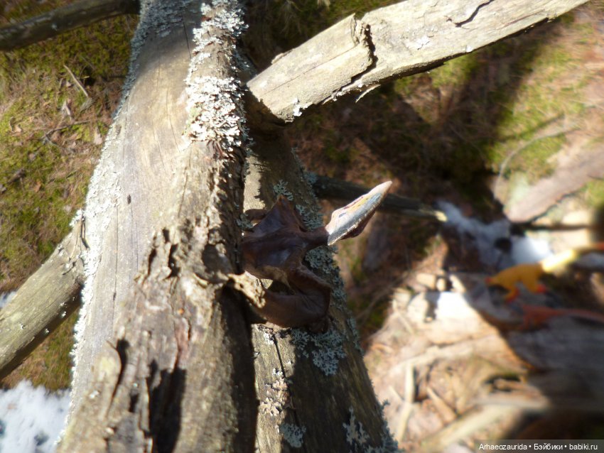 Ящеры в лесу: возвращение пернатых рапторов (фото 7)