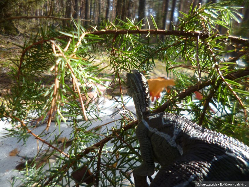 Ящеры в лесу: возвращение пернатых рапторов