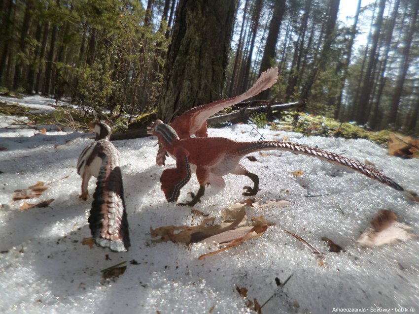 Ящеры в лесу: возвращение пернатых рапторов (фото 8)