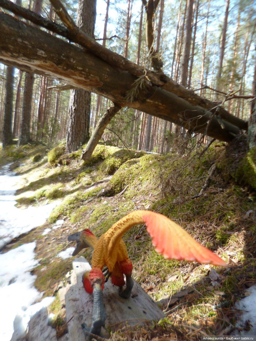 Ящеры в лесу: возвращение пернатых рапторов (фото 5)