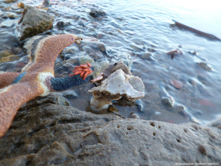 Ящеры у реки: что принесла вода (фото 3)