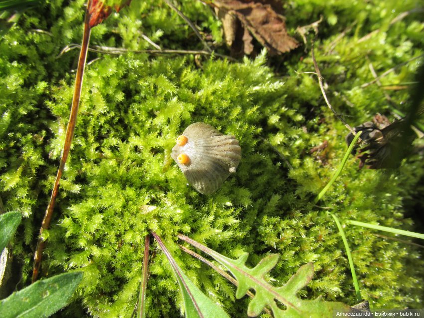 Наблюдатели: контакт (продолжение серии «Уртаг») (фото 2)