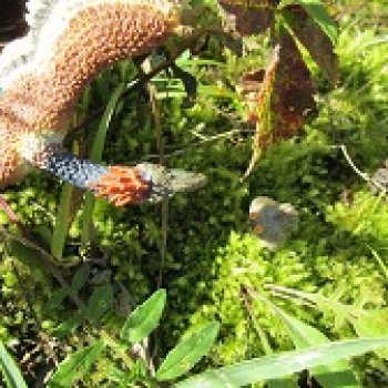 Наблюдатели: контакт (продолжение серии «Уртаг»)