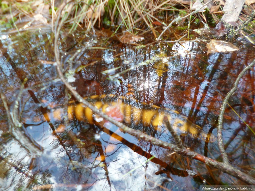 Ящеры в лесу: весеннее томление (фото 8)