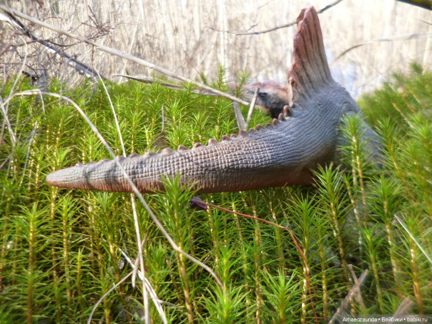 Ящеры в лесу: весеннее томление