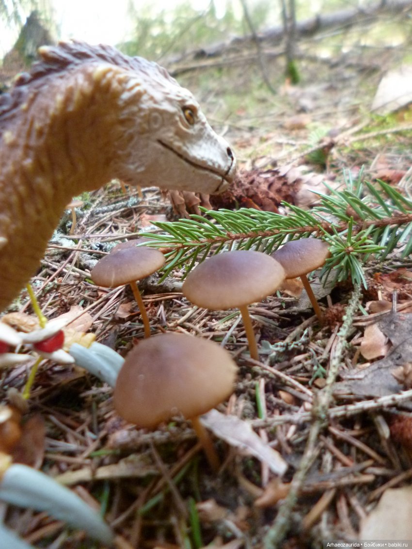 Ящеры в лесу: Река Мостов (фото 10)