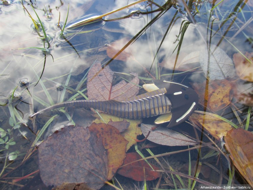 Новичок в коллекции: ноябрьский Цефаласпис (фото 6)