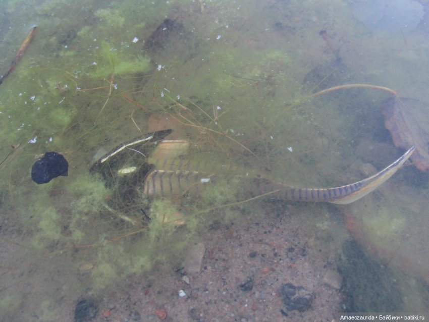 Новичок в коллекции: ноябрьский Цефаласпис