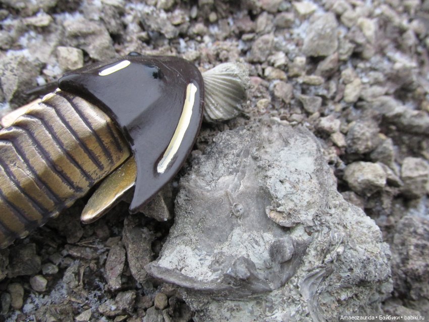 Новичок в коллекции: ноябрьский Цефаласпис (фото 2)