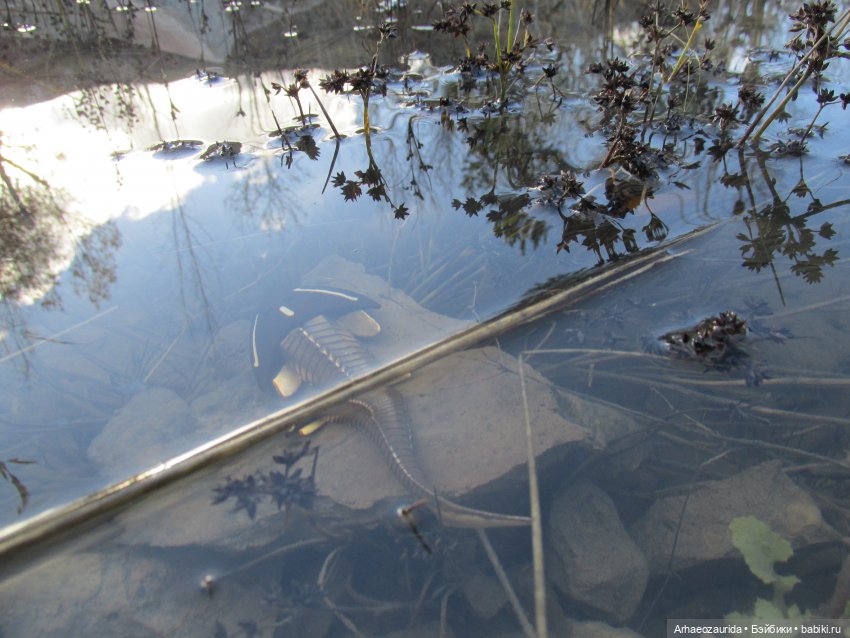 Новичок в коллекции: ноябрьский Цефаласпис (фото 7)