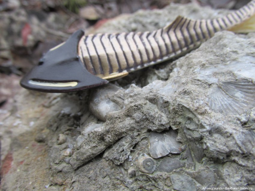 Новичок в коллекции: ноябрьский Цефаласпис (фото 4)