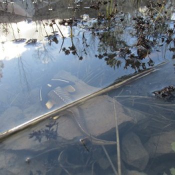 Новичок в коллекции: ноябрьский Цефаласпис