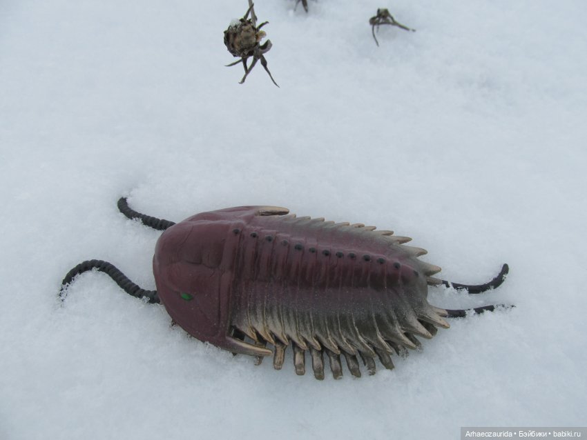 Новичок в коллекции: декабрьский Трилобит | Бэйбики Новичок в коллекции: декабрьский Трилобит (фото 5)