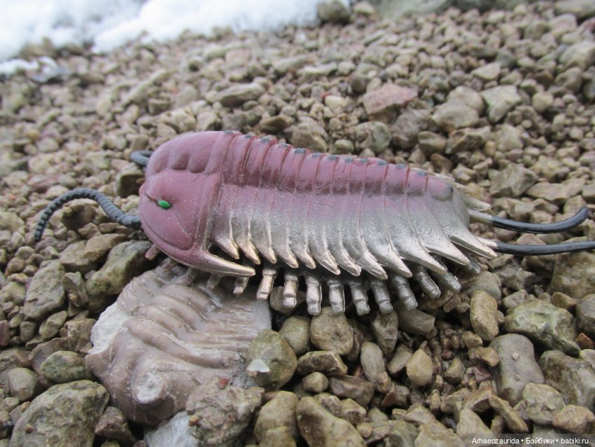 Новичок в коллекции: декабрьский Трилобит | Бэйбики Новичок в коллекции: декабрьский Трилобит