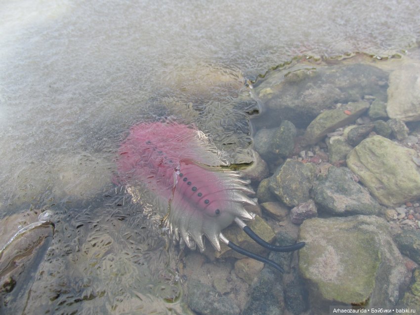 Новичок в коллекции: декабрьский Трилобит