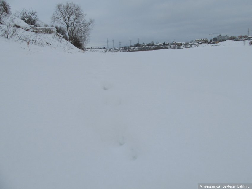 Новичок в коллекции: декабрьский Трилобит | Бэйбики Новичок в коллекции: декабрьский Трилобит