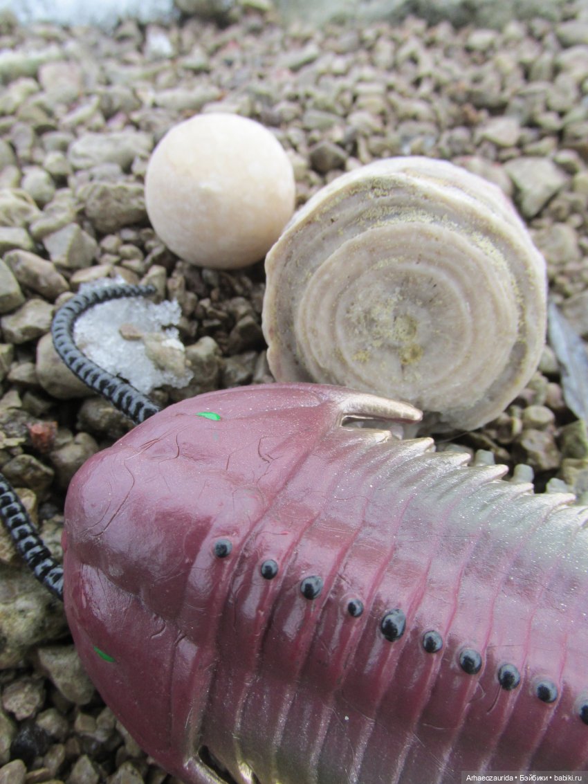 Новичок в коллекции: декабрьский Трилобит | Бэйбики Новичок в коллекции: декабрьский Трилобит (фото 10)