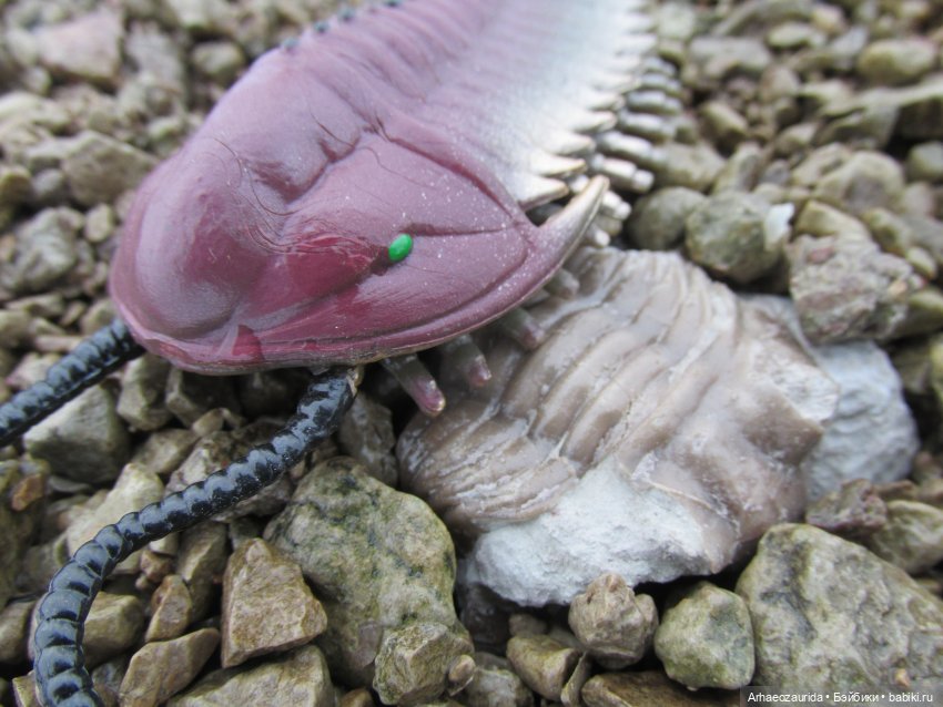 Новичок в коллекции: декабрьский Трилобит | Бэйбики Новичок в коллекции: декабрьский Трилобит