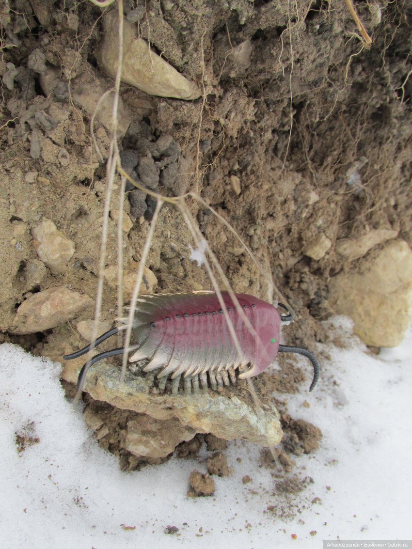 Новичок в коллекции: декабрьский Трилобит | Бэйбики Новичок в коллекции: декабрьский Трилобит (фото 6)