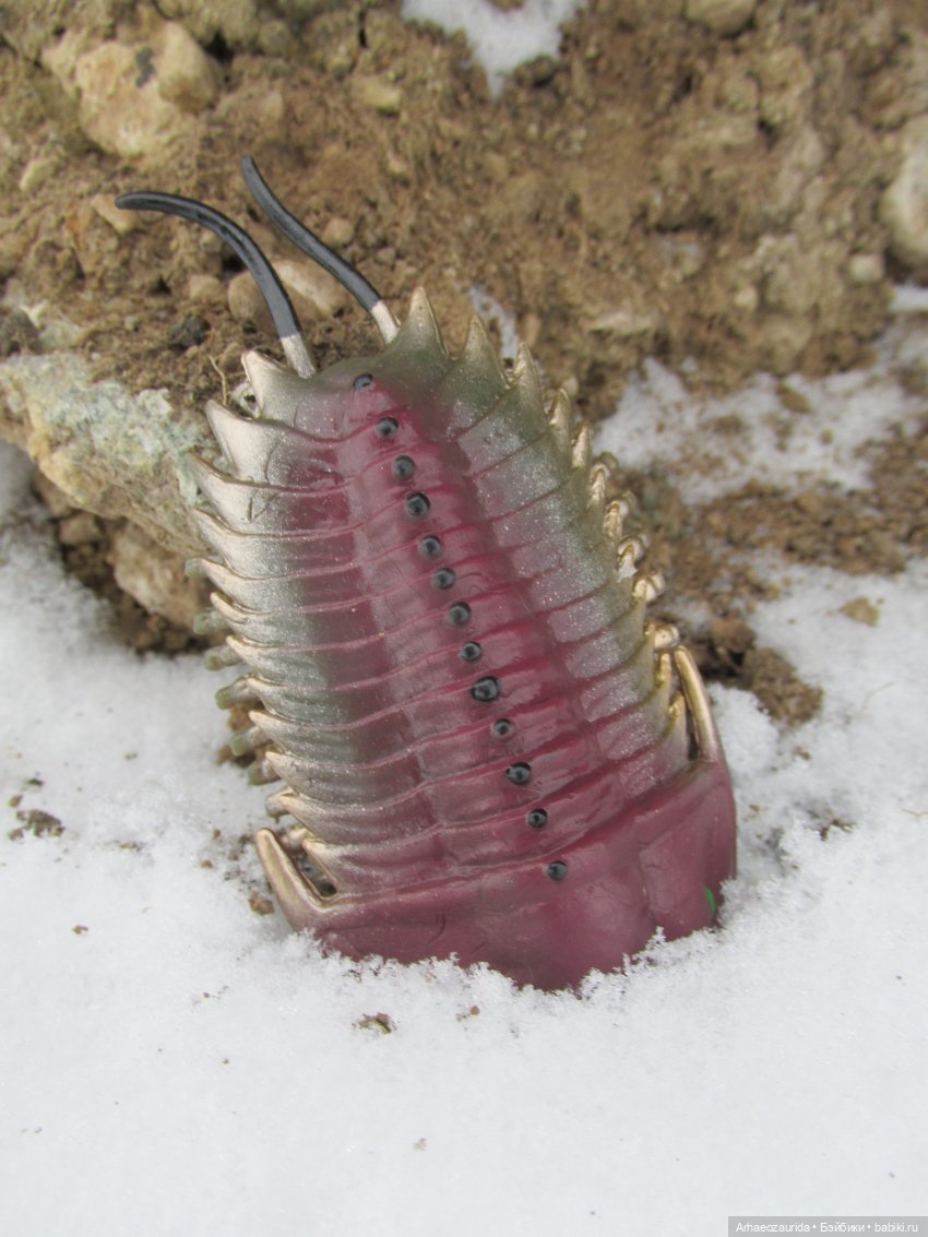 Новичок в коллекции: декабрьский Трилобит | Бэйбики Новичок в коллекции: декабрьский Трилобит (фото 2)
