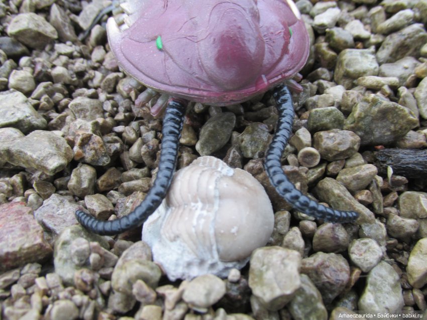 Новичок в коллекции: декабрьский Трилобит | Бэйбики Новичок в коллекции: декабрьский Трилобит