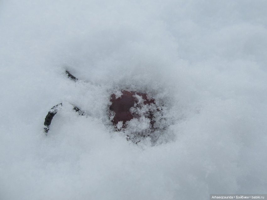 Новичок в коллекции: декабрьский Трилобит | Бэйбики Новичок в коллекции: декабрьский Трилобит (фото 4)