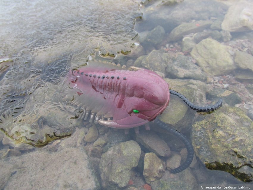 Новичок в коллекции: декабрьский Трилобит | Бэйбики Новичок в коллекции: декабрьский Трилобит