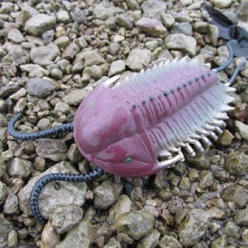 Новичок в коллекции: декабрьский Трилобит