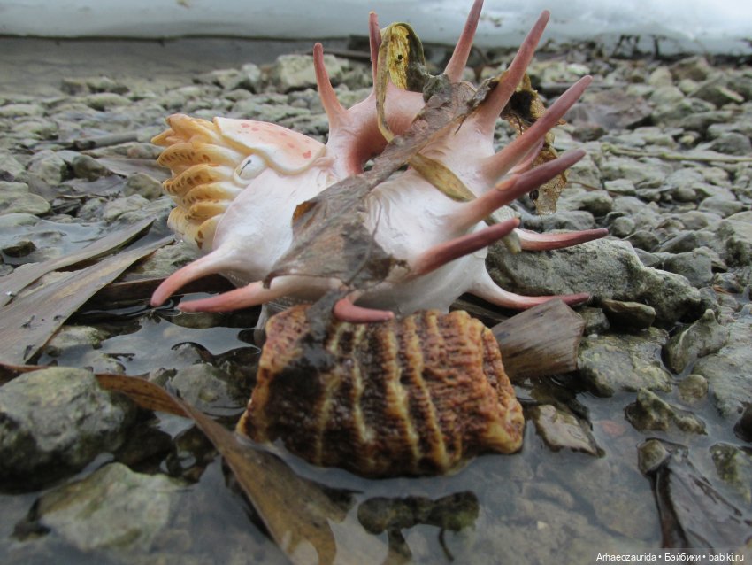 Ящеры у Реки: январские сны