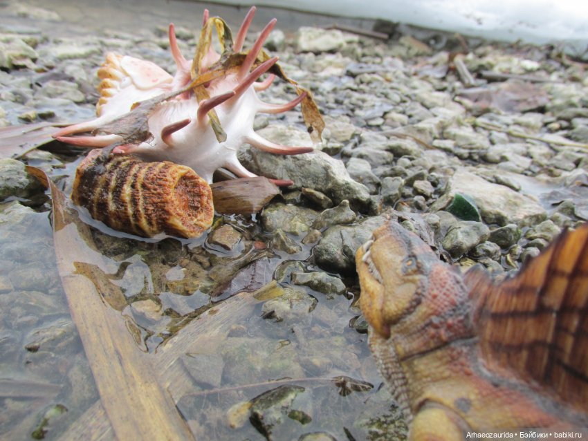 Ящеры у Реки: январские сны