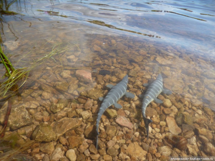 Ящеры у реки: летняя рыбалка