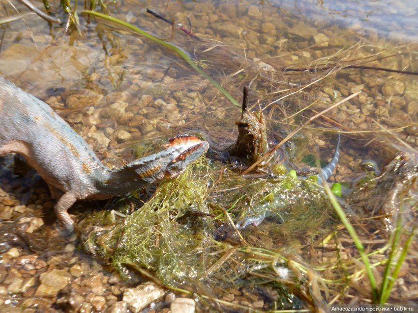 Ящеры у реки: летняя рыбалка (фото 9)