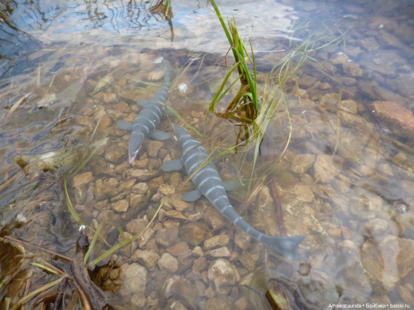Ящеры у реки: летняя рыбалка (фото 2)