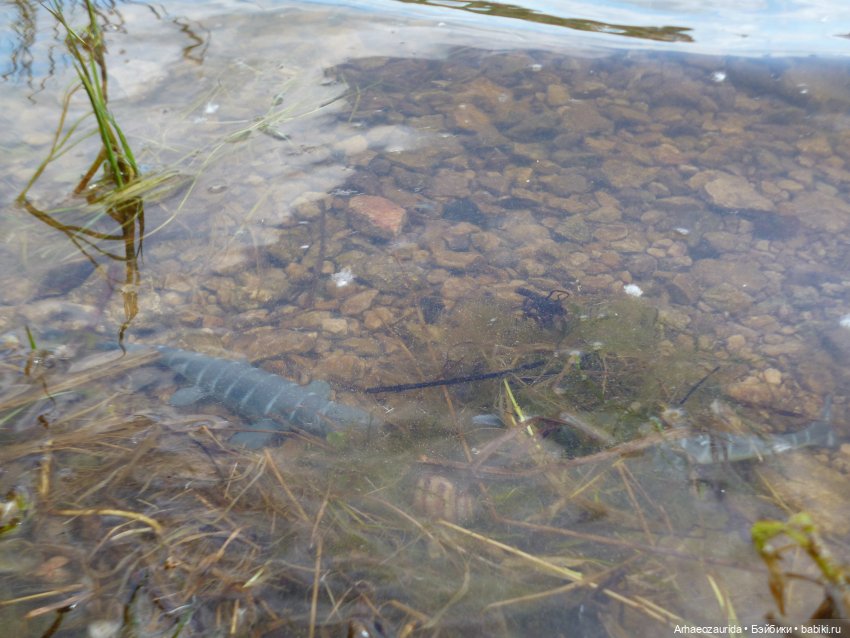 Ящеры у реки: летняя рыбалка (фото 3)