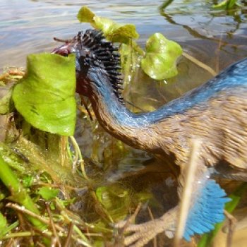 Ящеры у реки: летняя рыбалка