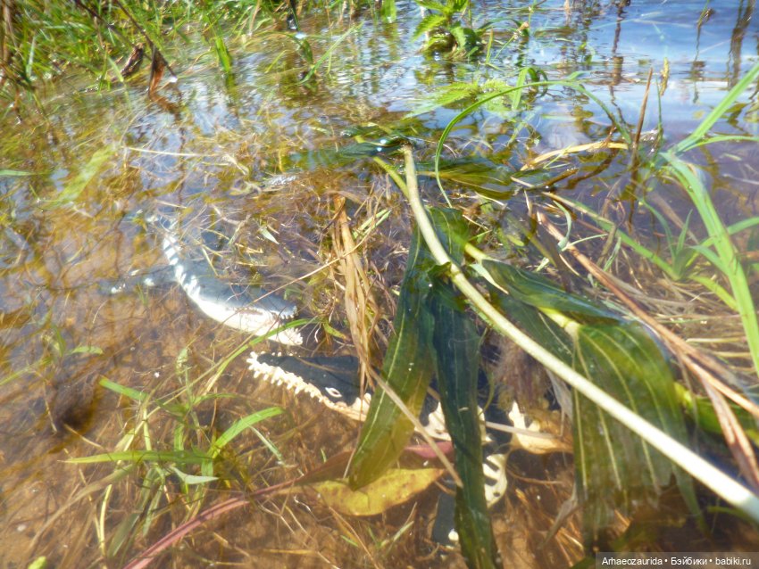 Ящеры у реки: танцы в воде (фото 3)