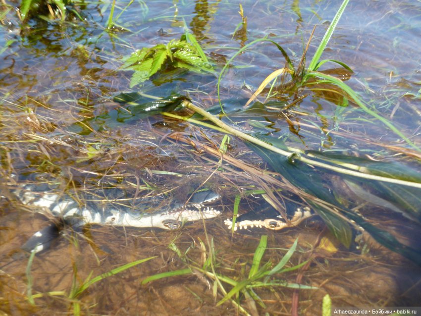 Ящеры у реки: танцы в воде (фото 4)