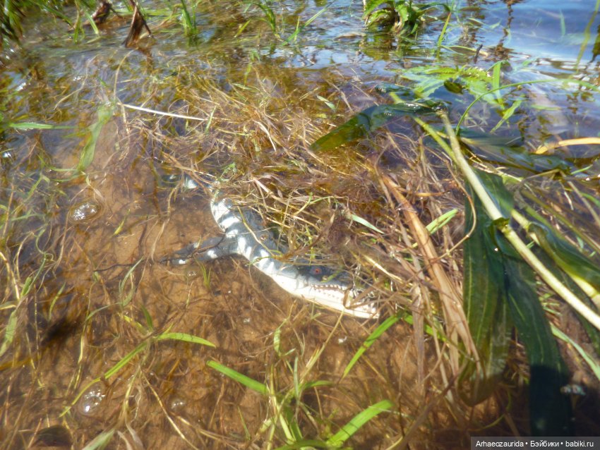 Ящеры у реки: танцы в воде (фото 2)