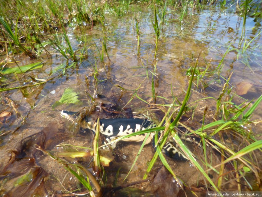Ящеры у реки: танцы в воде