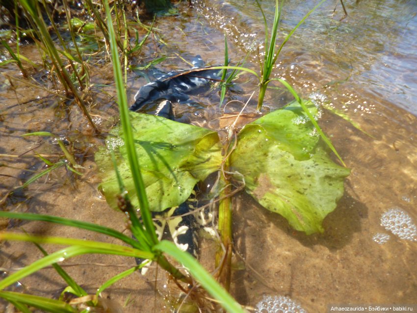 Ящеры у реки: танцы в воде (фото 6)