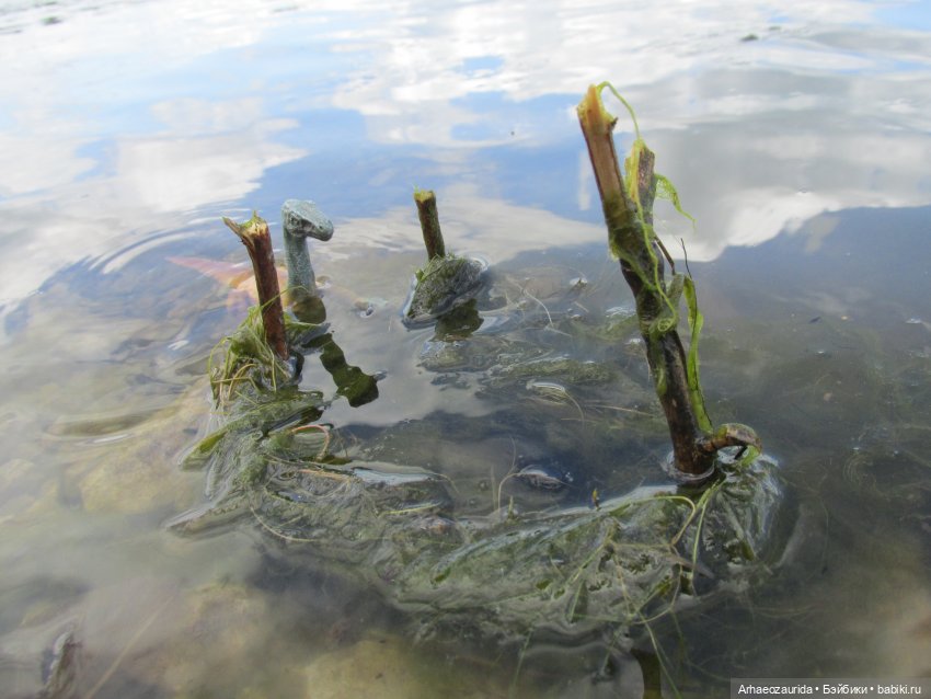 Ящеры у реки: речные ловушки (фото 5)